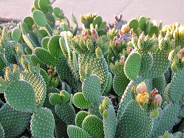Species of the cacti