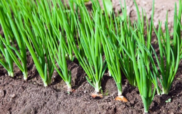 Onion planting in spring and caring outdoors