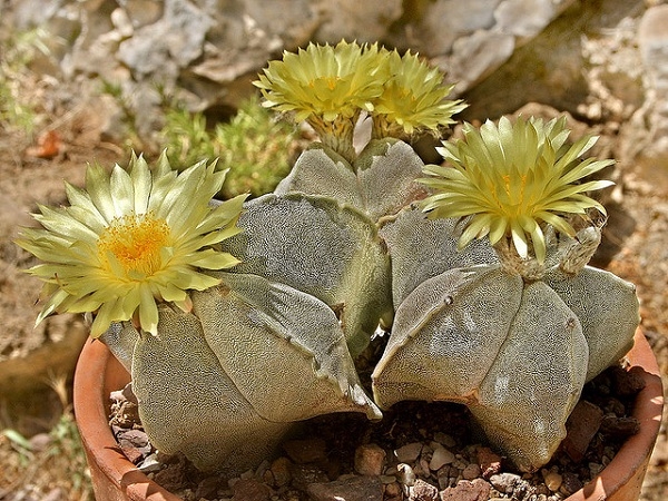 Species of the cacti