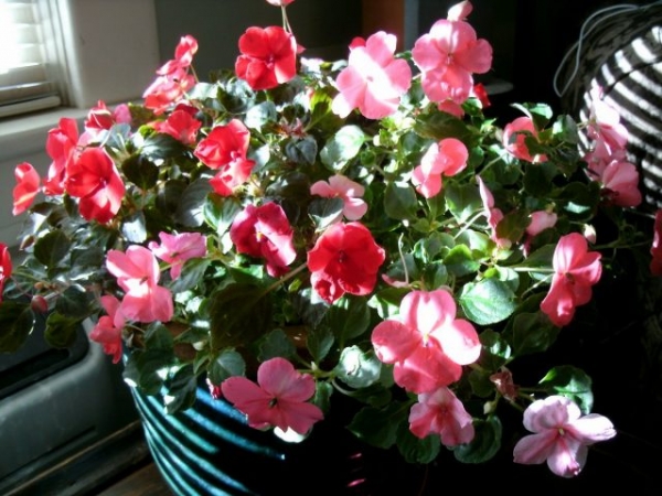 5 mistakes in caring potted Impatiens