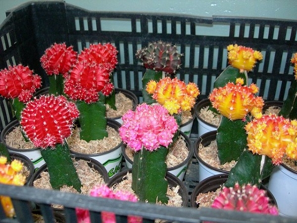 Species of the cacti