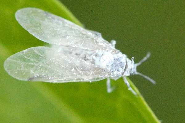 Diseases of petunias