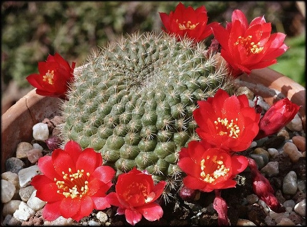 Species of the cacti