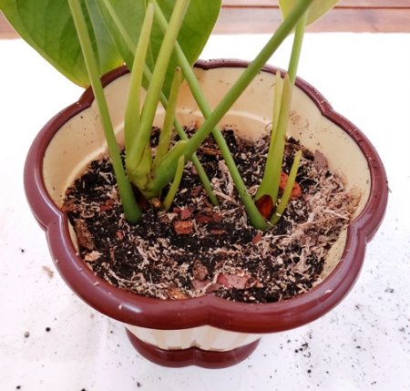 How to rejuvenate Anthurium from cutting?