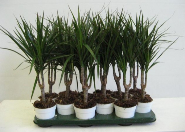 Species and varieties of dracaena