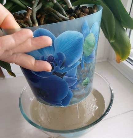 How to pour orchids in expanded clay?