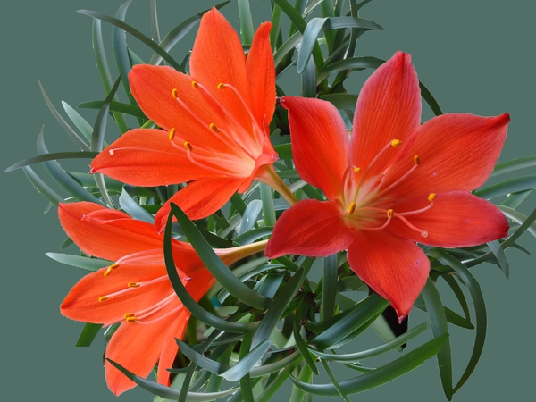 Scarborough lily