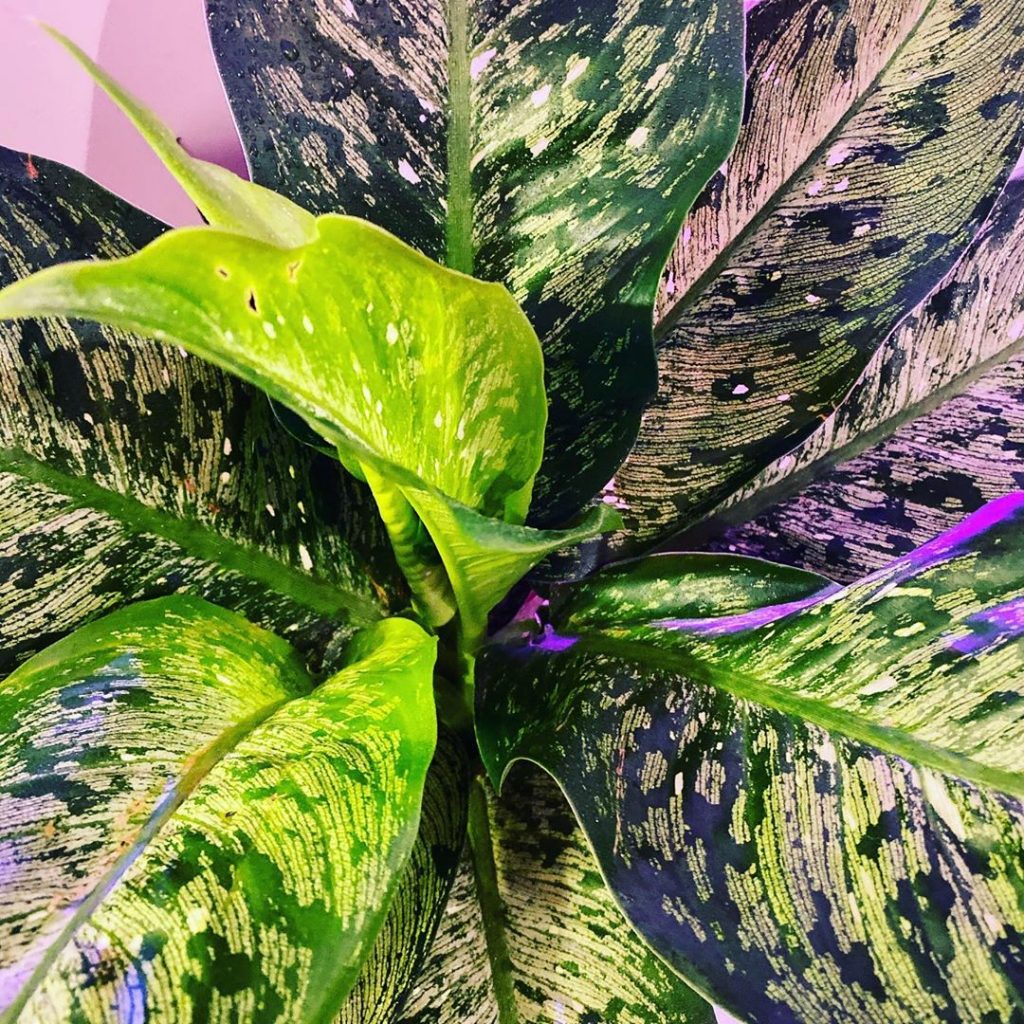 The types of dieffenbachia | Photo and instructions