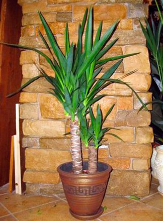 Species and varieties of dracaena