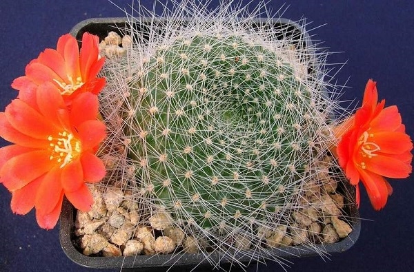 Species of the cacti