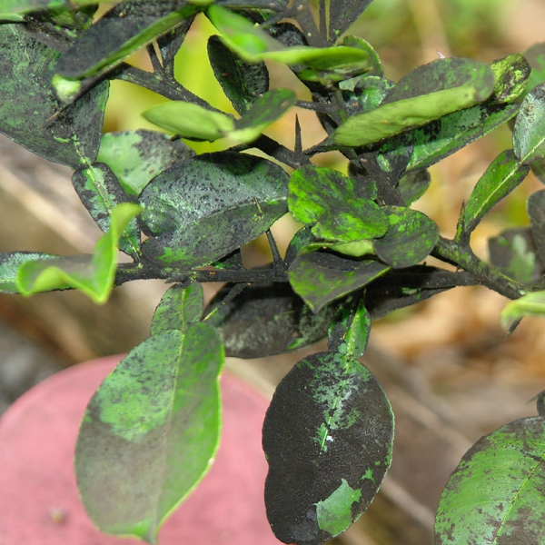 Diseases and pests of ficus