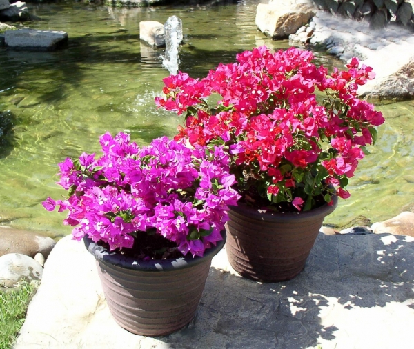 Bougainvillea