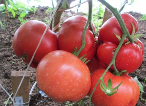 How to feed tomatoes during fruiting?