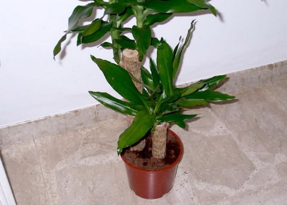 Species and varieties of dracaena