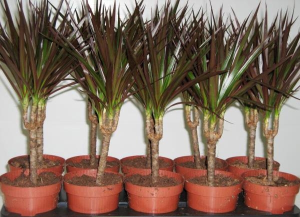 Species and varieties of dracaena