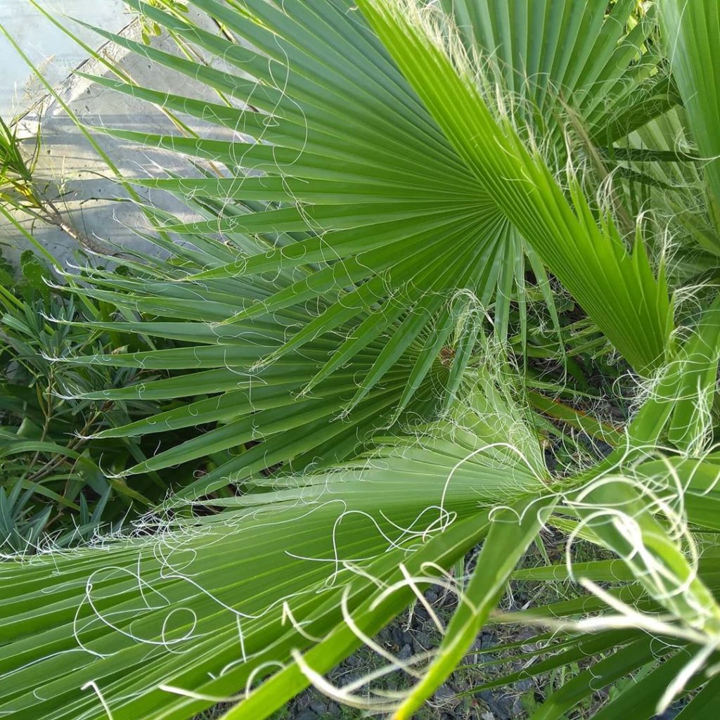 Washingtonia Robusta | Photo and instructions