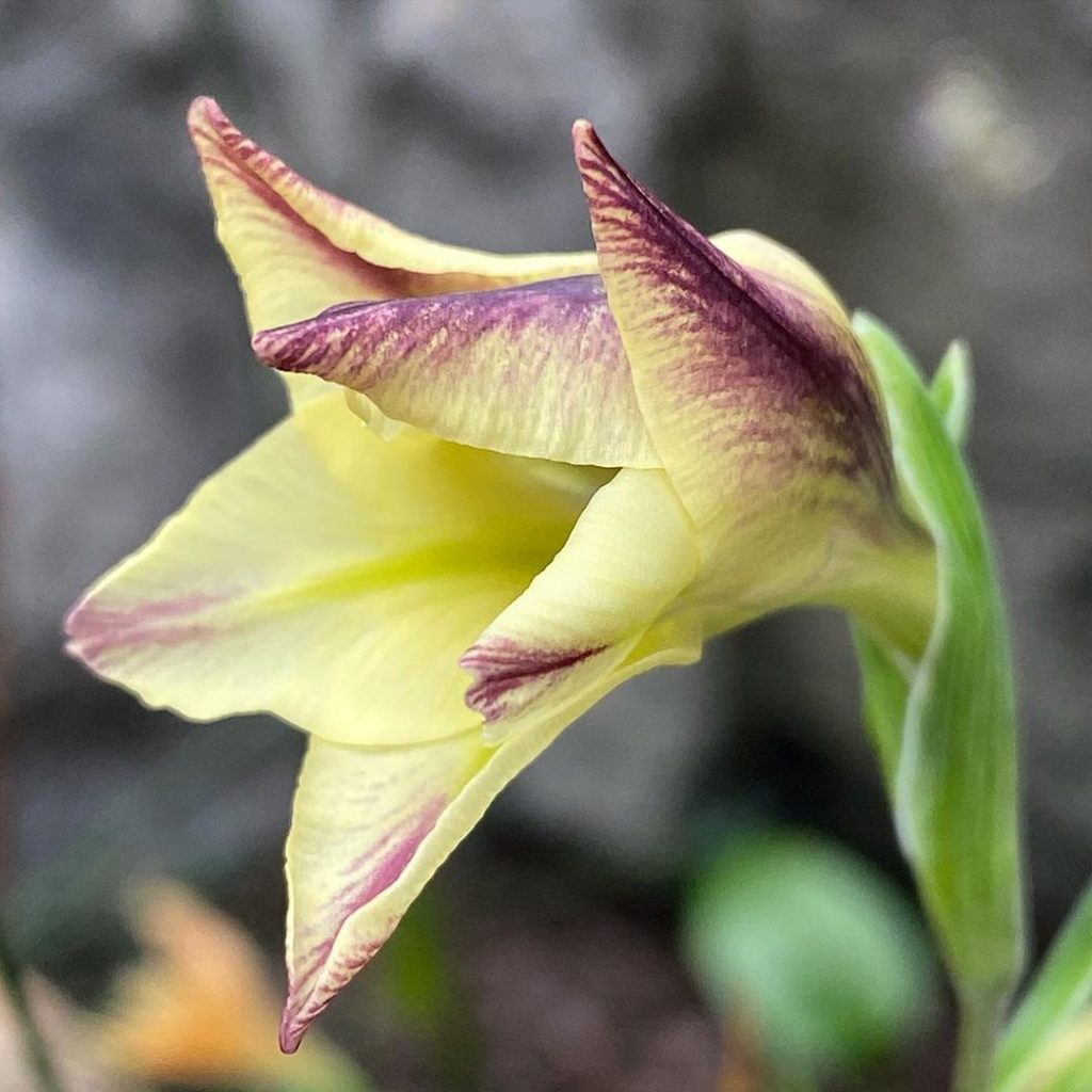 Planting and caring Gladiolus. care of plants Photo and