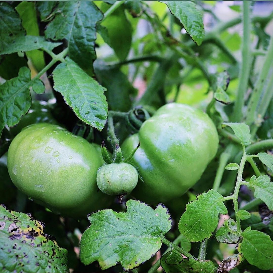 from-the-seedling-to-the-harvest-tomatoes-photo-and-instructions