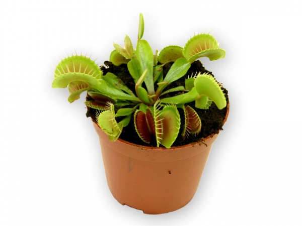 Venus's flytrap
