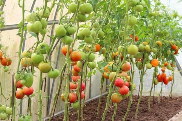 How to feed tomatoes during fruiting?