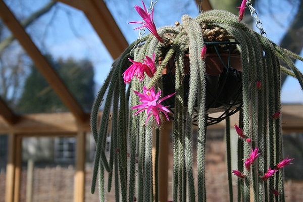 Species of the cacti