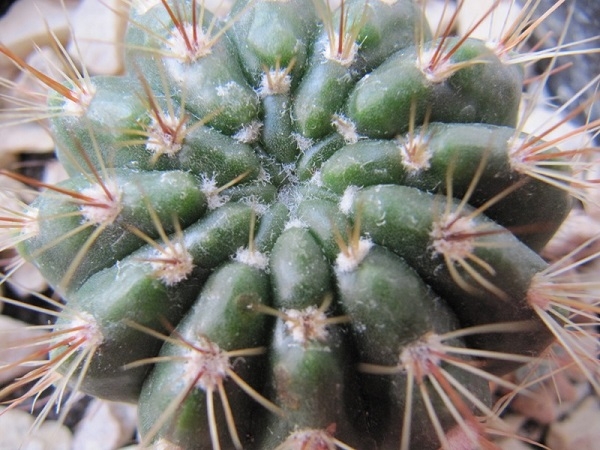 Species of the cacti