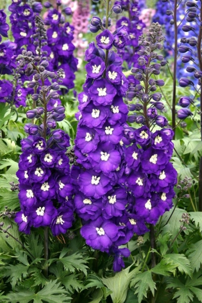 New Zealand hybrids delphinium