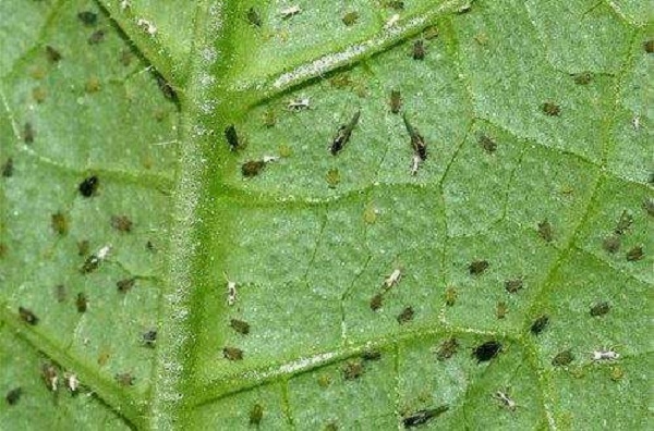 Diseases of petunias | Photo and instructions