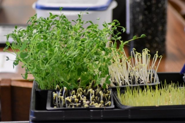 Windowsill Garden — myths and reality