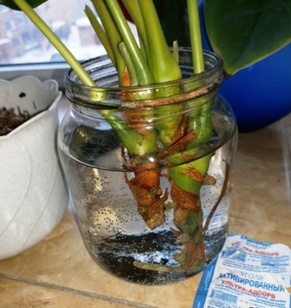 How to rejuvenate Anthurium from cutting?