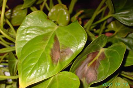 Leaves diseases of Anthurium