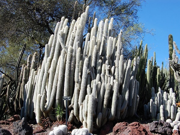 Species of the cacti