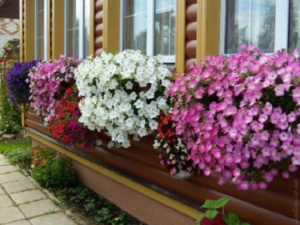 Diseases of petunias