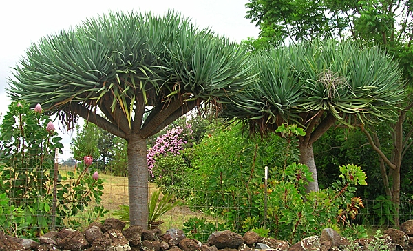 Species and varieties of dracaena