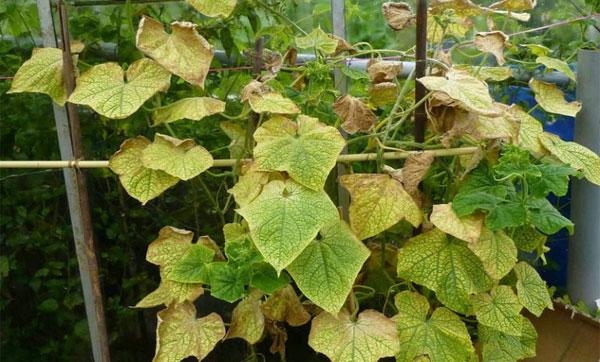 Why the cucumbers leaves yellowing  in the open ground?