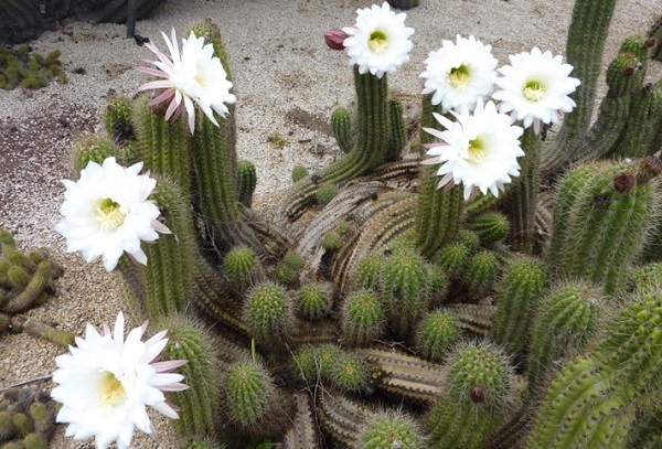 Species of the cacti