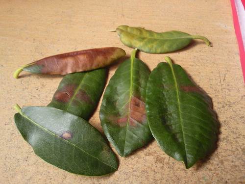 Diseases and pests of ficus
