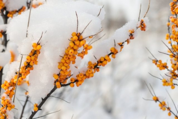 9 plants, which will decorate your garden in winter!