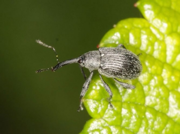 Weevils in strawberries and control them