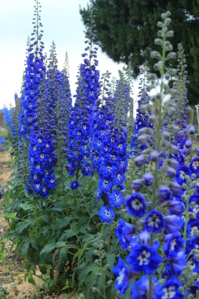 New Zealand hybrids delphinium.