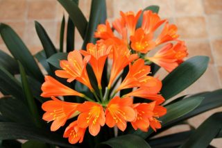 Clivia or Kaffir Lily