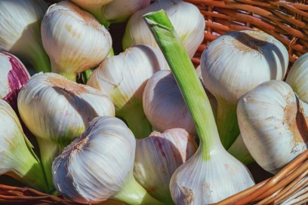 Garlic: cultivation and maintenance in the open ground in spring!