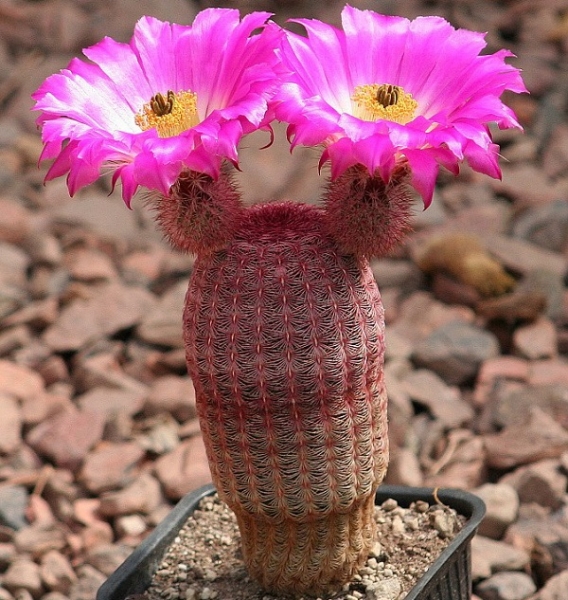 Species of the cacti