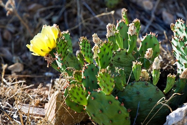 Species of the cacti care of plants | Photo and instructions