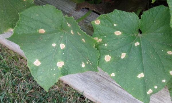 Why the cucumbers leaves yellowing  in the open ground?