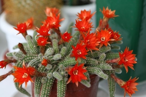 Species of the cacti