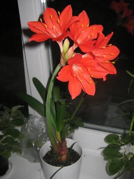 Scarborough lily | Photo and instructions