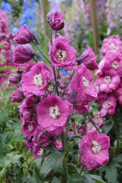 The best new Zealand hybrids delphinium and peculiarities of their cultivation