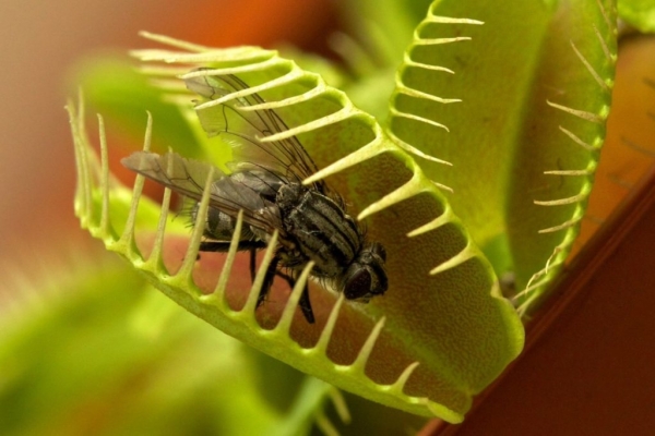 Venus's flytrap