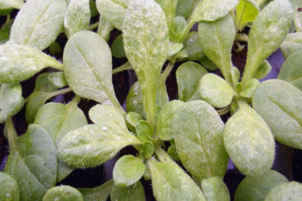 Diseases of petunias